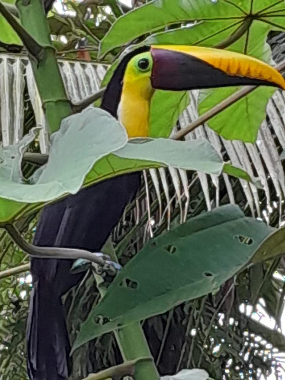 Los Paniquines Ecolodge Drake Bay Zewnętrze zdjęcie